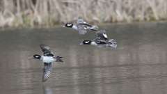 37: 2024-03-30-Bufflehead 0C3_0169