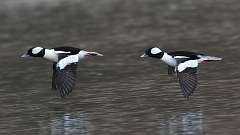 38: 2024-03-30-Bufflehead 0C3_0215