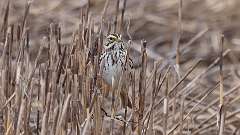 41: 2024-03-31-Savannah Sparrow 0C3_0229