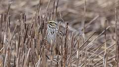 42: 2024-03-31-Savannah Sparrow 0C3_0232