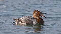 44: 2024-04-01-Canvasback 0C3_0045