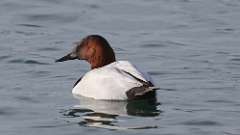 45: 2024-04-01-Canvasback 0C3_0118