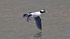 48: 2024-04-07-Bufflehead 0C3_0233