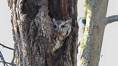 49: 2024-04-09-screech owl 0C3_0009