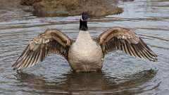 51: 2024-04-10-canada goose 0C3_0061