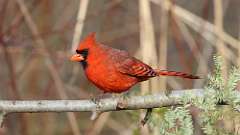 52: 2024-04-10-cardinal 0C3_0274