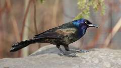 53: 2024-04-10-grackle 0C3_0094