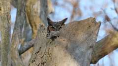 55: 2024-04-14-Great Horned Owl 0C3_0166