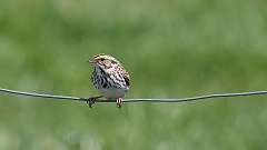 56: 2024-04-15-Savannah Sparrow 0C3_0034