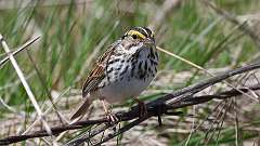 57: 2024-04-15-Savannah Sparrow 0C3_0070