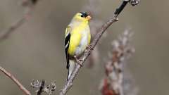 60: 2024-04-19-American Goldfinch 0C3_0061