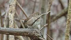 66: 2024-04-28-house wren 0C3_0403