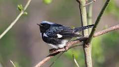 69: 2024-04-29-Black-throated Blue Warbler 0C3_0007