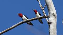 70: 2024-04-30-Red-headed Woodpecker 0C3_0313