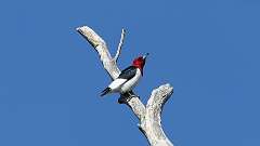 71: 2024-04-30-Red-headed Woodpecker 0C3_0472