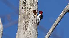 72: 2024-04-30-Red-headed Woodpecker 0C3_0496