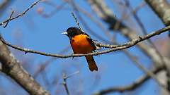 76: 2024-05-02-Baltimore Oriole 0C3_0106