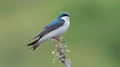 80: 2024-05-03-tree-swallow-0C3_0112