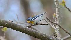 82: 2024-05-04-Northern Parula 0C3_1289