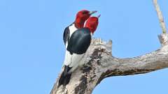 83: 2024-05-04-Red-headed Woodpecker 0C3_0451