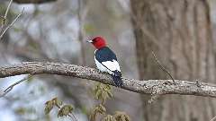 84: 2024-05-04-Red-headed Woodpecker 0C3_0901