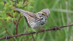 85: 2024-05-04-Savannah Sparrow 0C3_0124