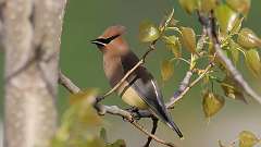 86: 2024-05-06-Cedar Waxwing 0C3_1168