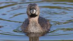 87: 2024-05-06-Pied-billed Grebe 0C3_0302