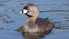 88: 2024-05-06-Pied-billed Grebe 0C3_0314