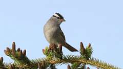 89: 2024-05-06-White-crowned Sparrow 0C3_1117