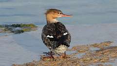 93: 2024-05-07-Red-breasted Merganser 0C3_1123