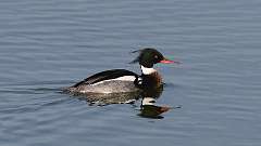 94: 2024-05-07-Red-breasted Merganser 0C3_1150