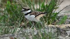 90: 2024-05-07-killdeer 0C3_0271