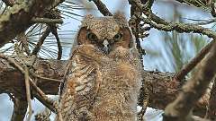 92: 2024-05-07-owlet 0C3_1010