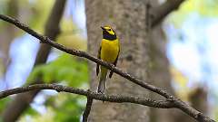 95: 2024-05-08-Hooded Warbler 0C3_0832