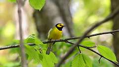 96: 2024-05-08-Hooded Warbler 0C3_0880