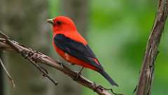 97: 2024-05-08-Scarlet Tanager 0C3_0611