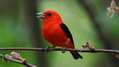 98: 2024-05-08-Scarlet Tanager 0C3_0677