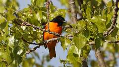 100: 2024-05-10-Baltimore Oriole 0C3_0205