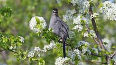 103: 2024-05-10-Gray Catbird 0C3_0127