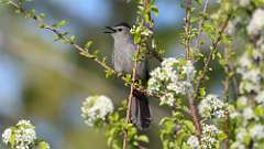 104: 2024-05-10-Gray Catbird 0C3_0138