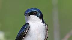 107: 2024-05-12-tree swallow 0C3_0202