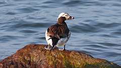 108: 2024-05-15-Long-tailed Duck 0C3_0532