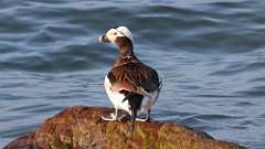 109: 2024-05-15-Long-tailed Duck 0C3_0553