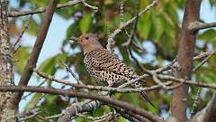 110: 2024-05-15-Northern Flicker 0C3_0184