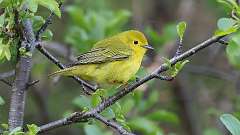 111: 2024-05-15-Yellow Warbler 0C3_0136