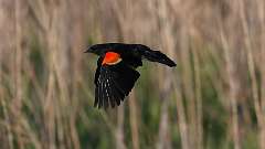 115: 2024-05-16-Red-winged Blackbird 0C3_1142