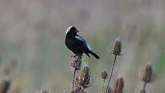 112: 2024-05-16-bobolink  0C3_1219