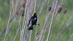 113: 2024-05-16-bobolink 0C3_1180