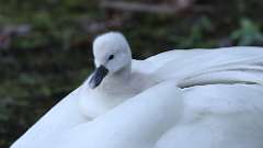 117: 2024-05-16-swan 0C3_0592